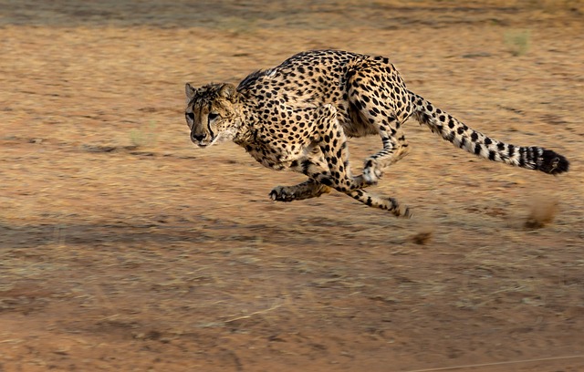 How Fast Do Cheetahs Run? A Detailed Comparison With Other Animals